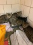 Kitten (6)